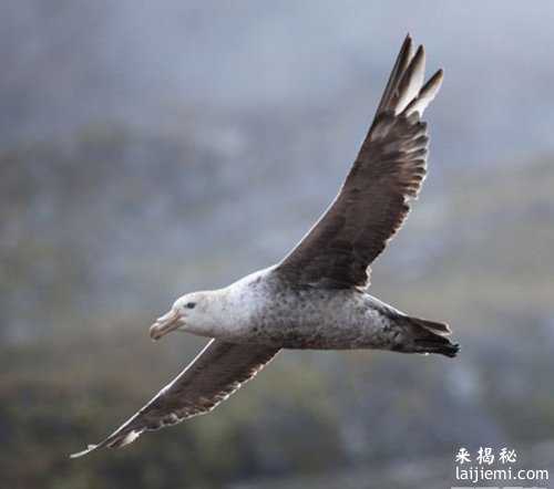 这十种被质疑的生物真真实实的存在！271 / 作者:UFO来啦 / 帖子ID:65894