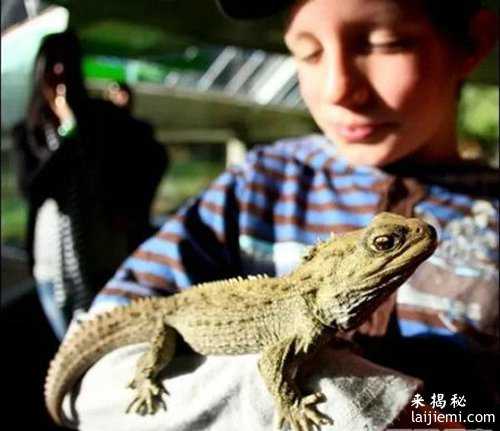 盘点自然界长寿的几只动物：第一不是乌龟！929 / 作者:UFO来啦 / 帖子ID:65183