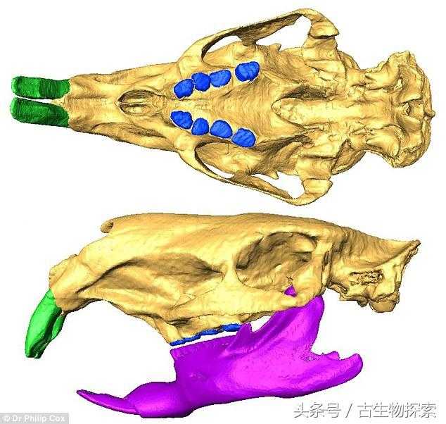 南美史前巨鼠 -- 像牛一样大621 / 作者:UFO来啦 / 帖子ID:62558