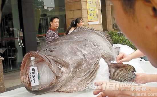 千奇百怪的巨型生物：巨型牛蛙吞食活老鼠106 / 作者:UFO来啦 / 帖子ID:62555