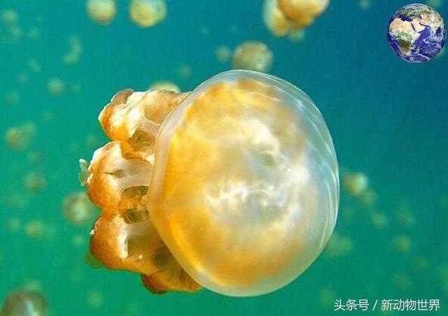 黄金水母 -- 漂浮在海里的黄金102 / 作者:UFO外星人爱好者 / 帖子ID:60393