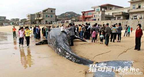 大雨过后 渔民水库边捕获凶残的神秘水怪66 / 作者:UFO来啦 / 帖子ID:63372