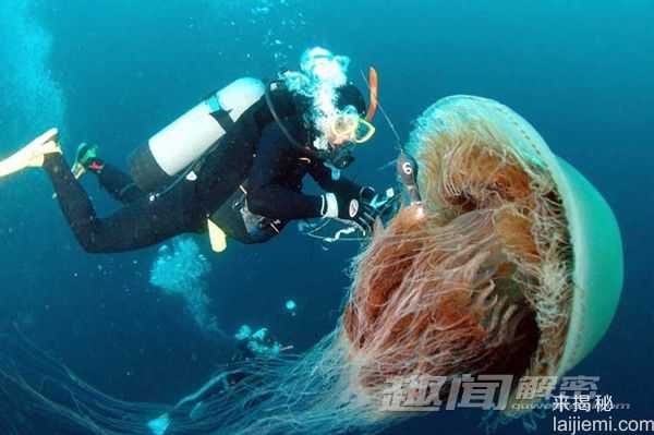 千奇百怪的巨型生物：巨型牛蛙吞食活老鼠40 / 作者:UFO来啦 / 帖子ID:62555