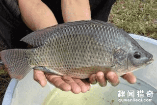 这些在外国泛滥成灾的生物，到了中国却成了美食！862 / 作者:UFO外星人爱好者 / 帖子ID:59133