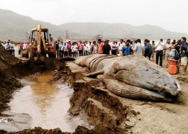 濒危蓝鲸在印度海岸搁浅死亡【图文】231 / 作者:UFO外星人爱好者 / 帖子ID:57977