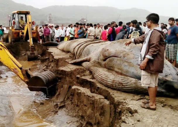 濒危蓝鲸在印度海岸搁浅死亡【图文】529 / 作者:UFO外星人爱好者 / 帖子ID:57977