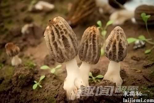 画风好诡异！八种酷似人体器官怪异植物140 / 作者:UFO外星人爱好者 / 帖子ID:59627