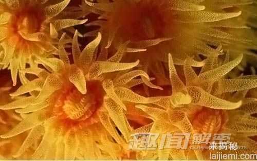 揭秘：世界上最强的动物毒素是什么？568 / 作者:UFO外星人爱好者 / 帖子ID:60681