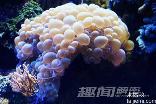 艳丽多姿！十大最美的海洋生物283 / 作者:UFO来啦 / 帖子ID:65618