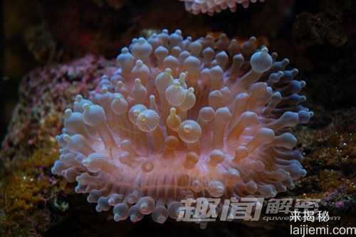 艳丽多姿！十大最美的海洋生物850 / 作者:UFO来啦 / 帖子ID:65618