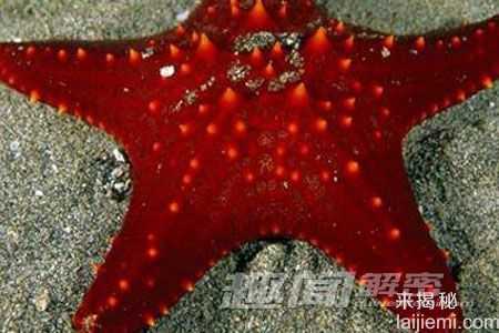 令人震撼：海洋中十大诡异的动物群像229 / 作者:UFO来啦 / 帖子ID:62044