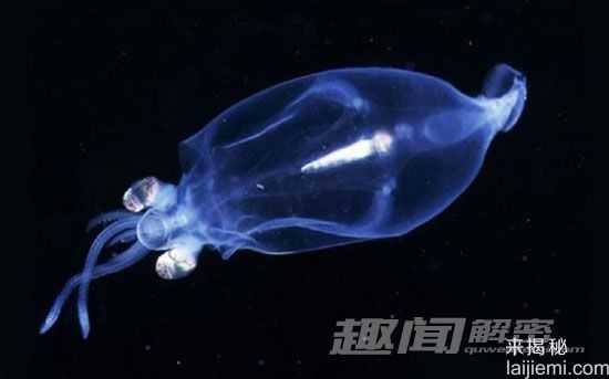 盘点自然界中的十大发光生物：水母居首位388 / 作者:UFO来啦 / 帖子ID:65174