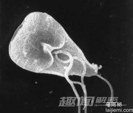 可怕！盘点最常见的十大人体寄生虫331 / 作者:UFO来啦 / 帖子ID:62723