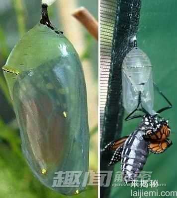 盘点自然界10大“黄金生物”（图）861 / 作者:UFO来啦 / 帖子ID:65168