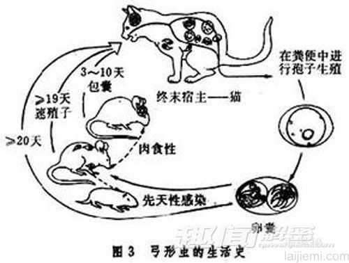 揭秘：弓形虫会影响人对猫的喜爱程度965 / 作者:UFO来啦 / 帖子ID:64040