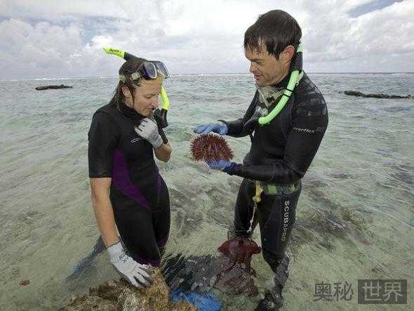 有毒的长棘海星入侵南太平洋  珊瑚礁大量死亡 岛屿生态瘫痪641 / 作者:UFO来啦 / 帖子ID:64255