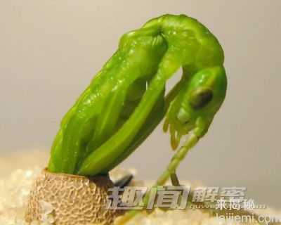 震惊！十大远古灭绝动物离奇复活!739 / 作者:UFO来啦 / 帖子ID:66099