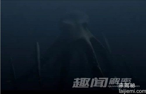 太平洋海底惊现幽灵般的“飞机章鱼”995 / 作者:UFO外星人爱好者 / 帖子ID:59241