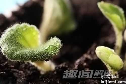 植物是否能帮我们抵御气候变化？280 / 作者:UFO外星人爱好者 / 帖子ID:59022