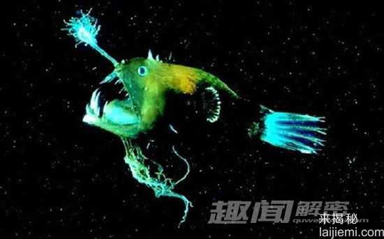 盘点自然界中的十大发光生物：水母居首位304 / 作者:UFO来啦 / 帖子ID:65174