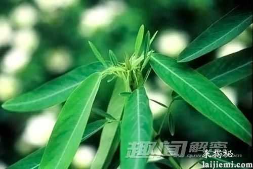 盘点：世界上最罕见的十种奇异植物203 / 作者:UFO外星人爱好者 / 帖子ID:60077