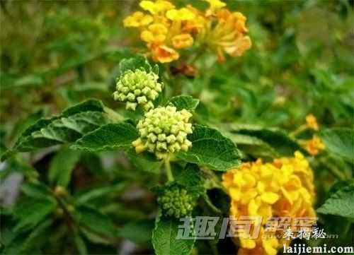 植物鲜为人知的“特异功能” 你知道吗？894 / 作者:UFO外星人爱好者 / 帖子ID:60707