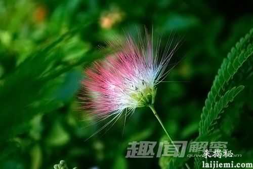 怪异植物：植物也“犯困”？420 / 作者:UFO来啦 / 帖子ID:63779