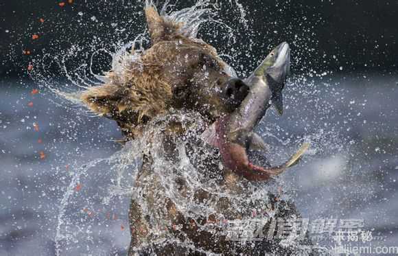 动物捕猎精彩瞬间-鳄鱼残忍吞食海龟805 / 作者:UFO来啦 / 帖子ID:62369