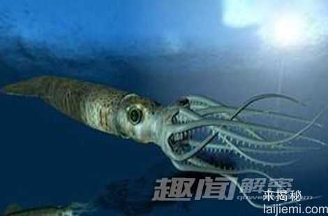 海洋生物十项神技能：海豚能够看透动物32 / 作者:UFO来啦 / 帖子ID:64689