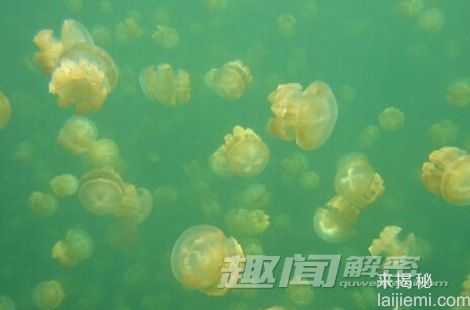 海洋生物十项神技能：海豚能够看透动物728 / 作者:UFO来啦 / 帖子ID:64689