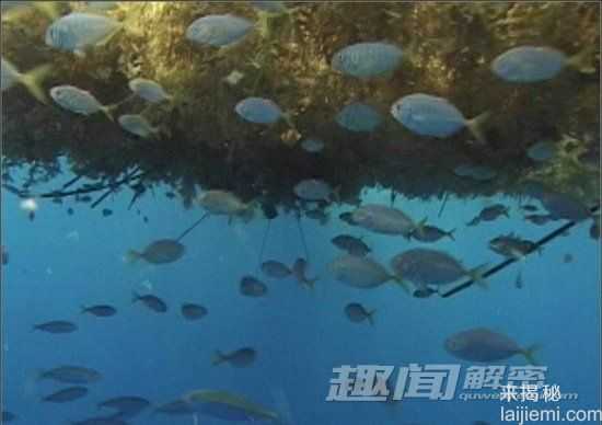 揭秘：最有趣的10大海洋生物事件261 / 作者:UFO外星人爱好者 / 帖子ID:60090