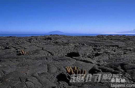 世界十大最顽强生命：金矿微生物自给自足293 / 作者:UFO来啦 / 帖子ID:61682