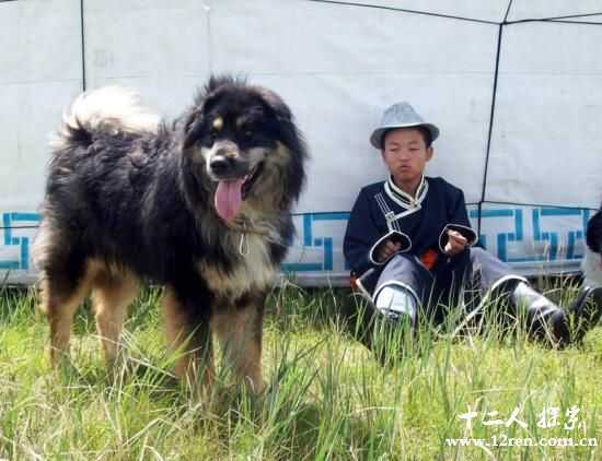 高山上的牧羊犬蒙古獒，智商极高凶猛无比(重80斤)836 / 作者:UFO来啦 / 帖子ID:66201