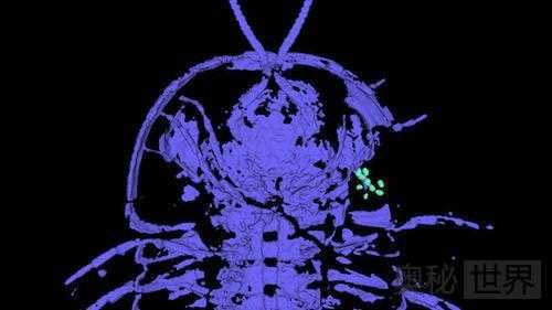 科学家发现古老三叶虫生殖器在头部253 / 作者:UFO外星人爱好者 / 帖子ID:59286