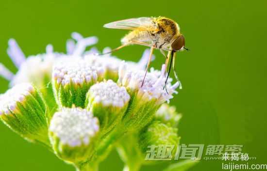 蚊子的十个事实-亚历山大帝被蚊子叮死759 / 作者:UFO来啦 / 帖子ID:65717