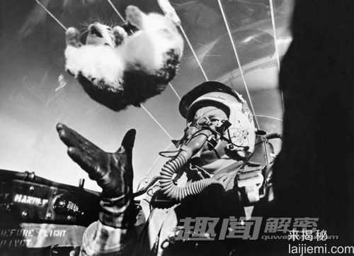 盘点科学史上12只猫：荧光猫或抗艾滋23 / 作者:UFO来啦 / 帖子ID:65165