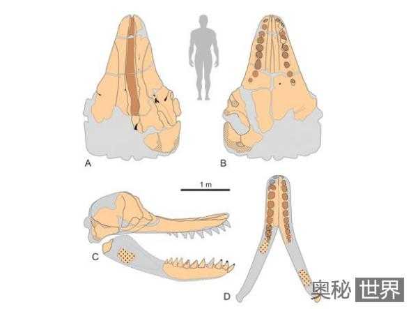 考古发现秘鲁沙漠中史前巨鲸化石497 / 作者:UFO来啦 / 帖子ID:65560