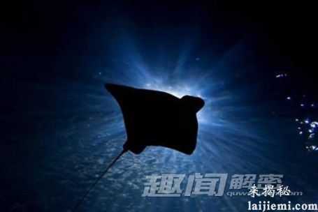 请勿靠近！海洋中最危险的六大生物712 / 作者:UFO来啦 / 帖子ID:65810