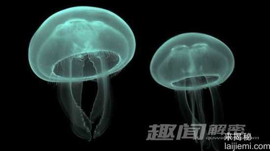 盘点世界上最美丽的24种生物648 / 作者:UFO外星人爱好者 / 帖子ID:60588