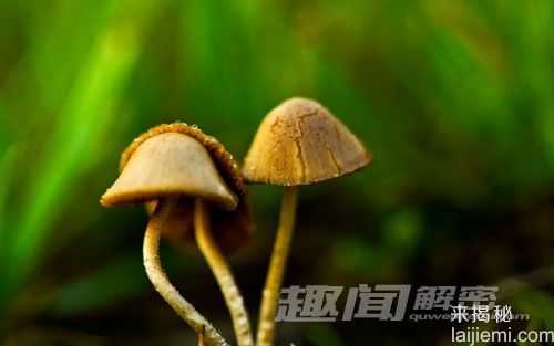 致幻蘑菇的奥秘：致幻蘑菇是如何工作的343 / 作者:UFO爱好者 / 帖子ID:66840