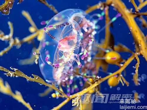 奇异！盘点世界十大色彩斑斓的海洋生物218 / 作者:UFO来啦 / 帖子ID:63453