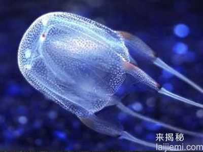 盘点：海底最危险的十大动物排行榜754 / 作者:UFO来啦 / 帖子ID:65235