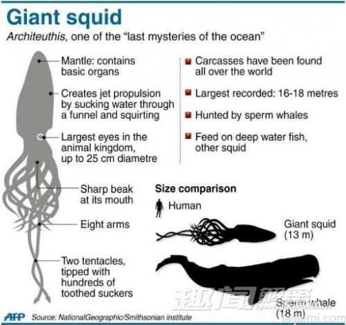 神秘巨乌贼现日本-腕足缺失或有8米长581 / 作者:UFO来啦 / 帖子ID:65298
