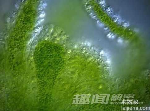 你所不知道的 十大吞食阳光的稀奇生物983 / 作者:UFO来啦 / 帖子ID:62201