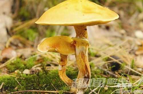 致幻蘑菇的奥秘：致幻蘑菇是如何工作的461 / 作者:UFO爱好者 / 帖子ID:66840