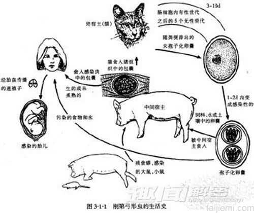 揭秘：弓形虫会影响人对猫的喜爱程度442 / 作者:UFO来啦 / 帖子ID:64040