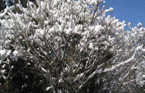 千奇百怪的树 - 雪花树，下几次雪开几次花171 / 作者:UFO外星人爱好者 / 帖子ID:57968