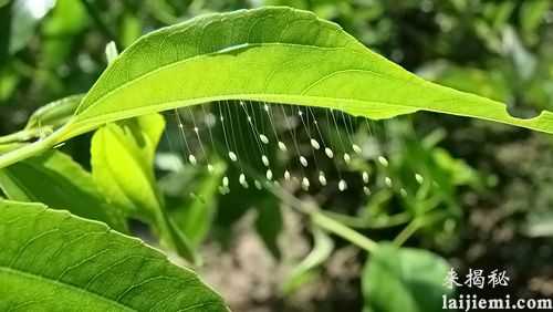 传说中的优昙婆罗花 现实中真的存在吗？913 / 作者:UFO外星人爱好者 / 帖子ID:59746