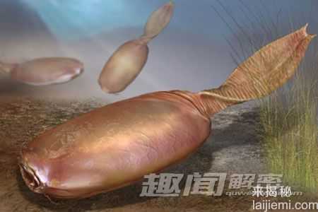 盘点地球上最原始的奇异生物426 / 作者:UFO来啦 / 帖子ID:65140