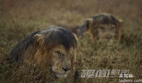 动物捕猎精彩瞬间-鳄鱼残忍吞食海龟493 / 作者:UFO来啦 / 帖子ID:62369